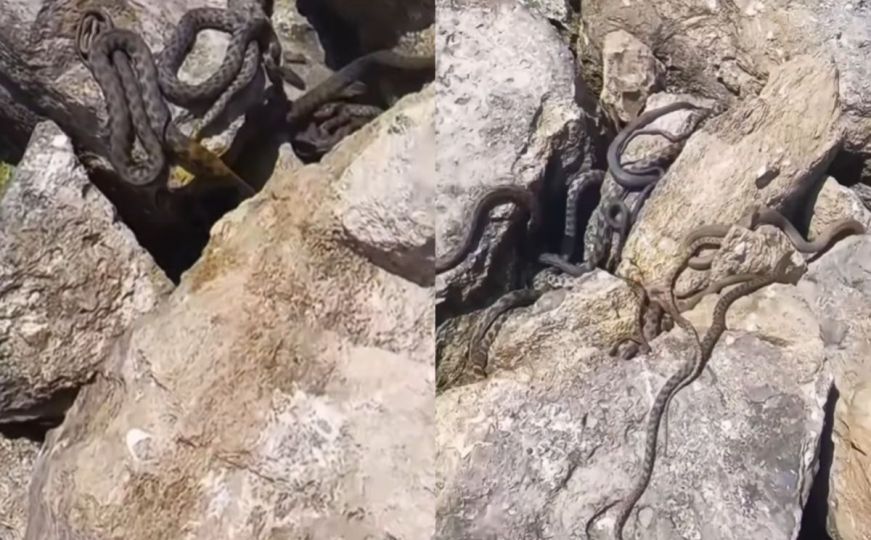 Plaža u Albaniji puna zmija: Posjetioci zabrinuti, pogledajte o kojoj vrsti je riječ
