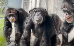 Život provela zatočena u laboratoriji: Pogledajte lice čimpanze koja prvi put ugleda nebo