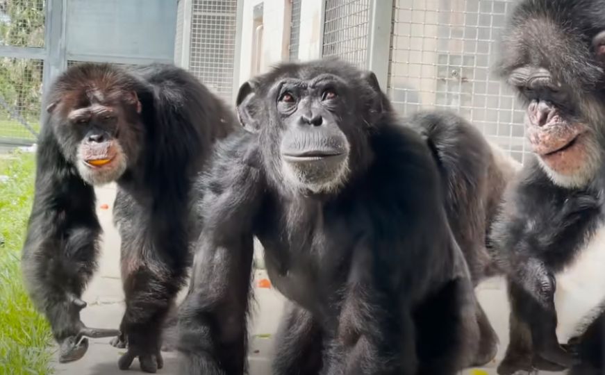 Život provela zatočena u laboratoriji: Pogledajte lice čimpanze koja prvi put ugleda nebo