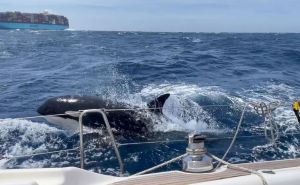Pomorski biolozi u čudu: Jesu li orke u Gibraltaru poludjele?