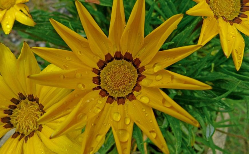 Idealan cvijet za prezaposlene: Uživa u suncu i vrućini, a može i bez vode