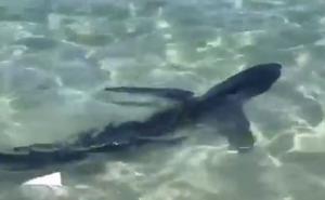 Ajkula pet puta ugrizla muškarca u Egiptu, spasili ga delfini: 'Znao sam da kruži oko mene'