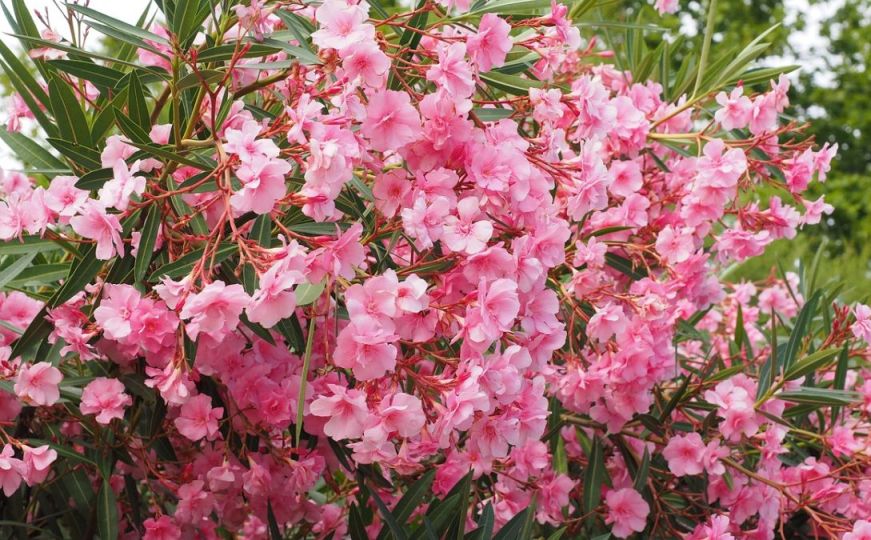 Ova biljka je kao stvorena za živu ogradu: Prelijepim cvjetovima krasi svako dvorište