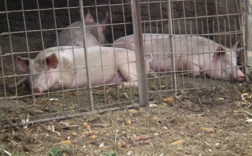Opasna bolest se nastavlja širiti: Potvrđeno još slučajeva afričke svinjske kuge