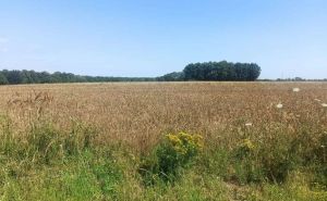Rod pšenice u Brčko distriktu bit će smanjen za 40 posto