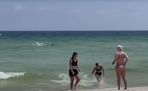Šokantan snimak: Ajkula plivala u blizini plićaka, kupači panično bježali