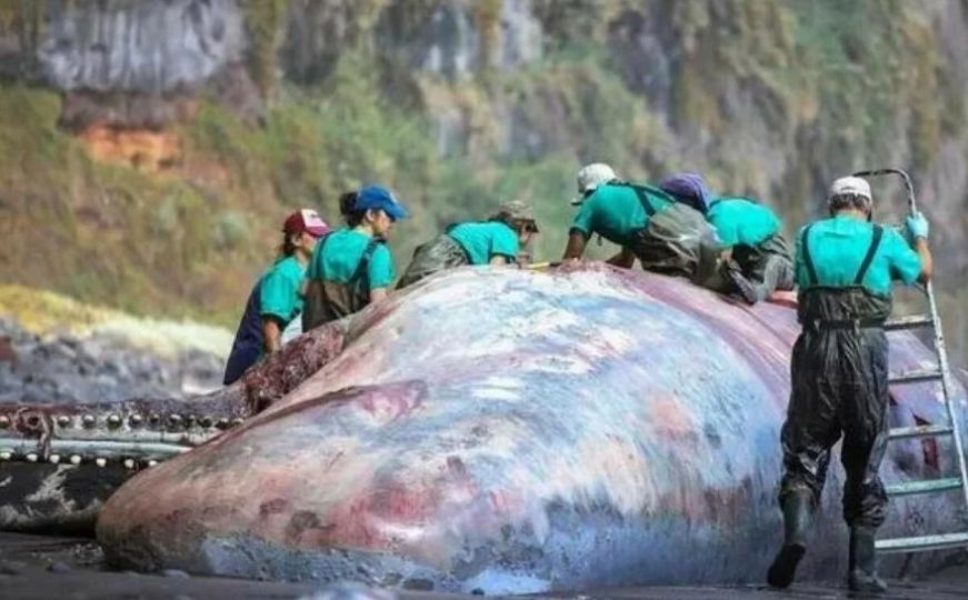 U tijelu nasukanog kita pronađen ćilibar vrijedan 500.000 eura