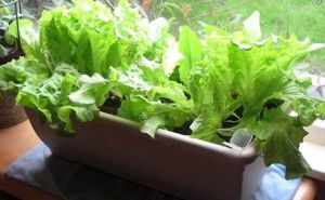 Kuharica oduševila mnoge: Uz ovaj trik zelena salata ostaje svježa i do mjesec dana