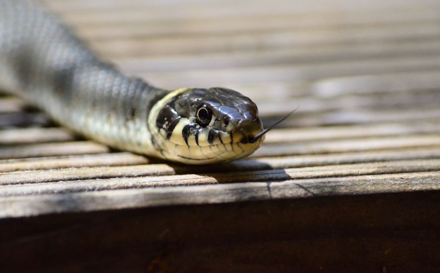 Kako otjerati zmije od kuće: Zbog ovih mirisa sigurno će vam doći u dvorište