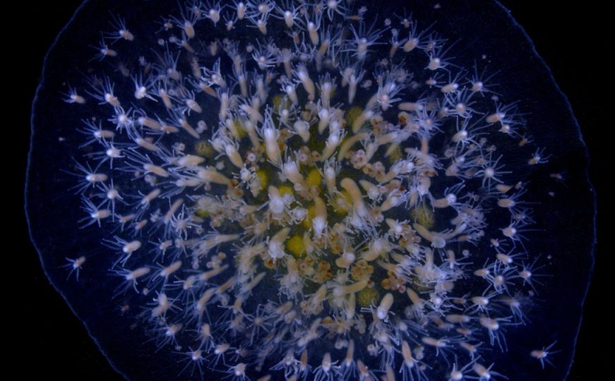 Otkriveno tajanstveno morsko stvorenje koje je besmrtno - naučnici sad znaju i zašto