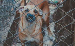 Slučaj iz bh. susjedstva: Četverogodišnjaka napao pas, zadobio teške povrede