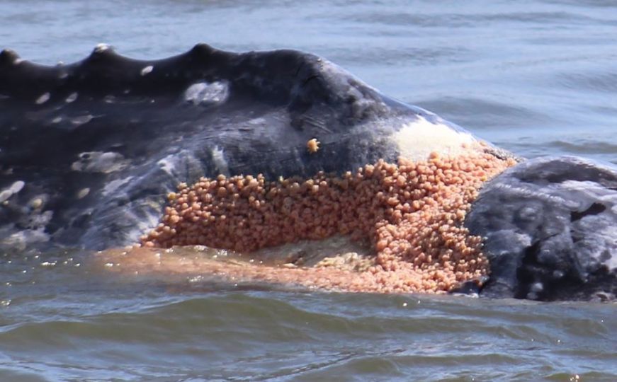 Bolesni kitovi počeli tražiti pomoć ljudi: 'Ovo ih jako boli'