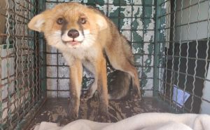 Svaka čast, divni ljudi: Spašena lisica puštena na slobodu
