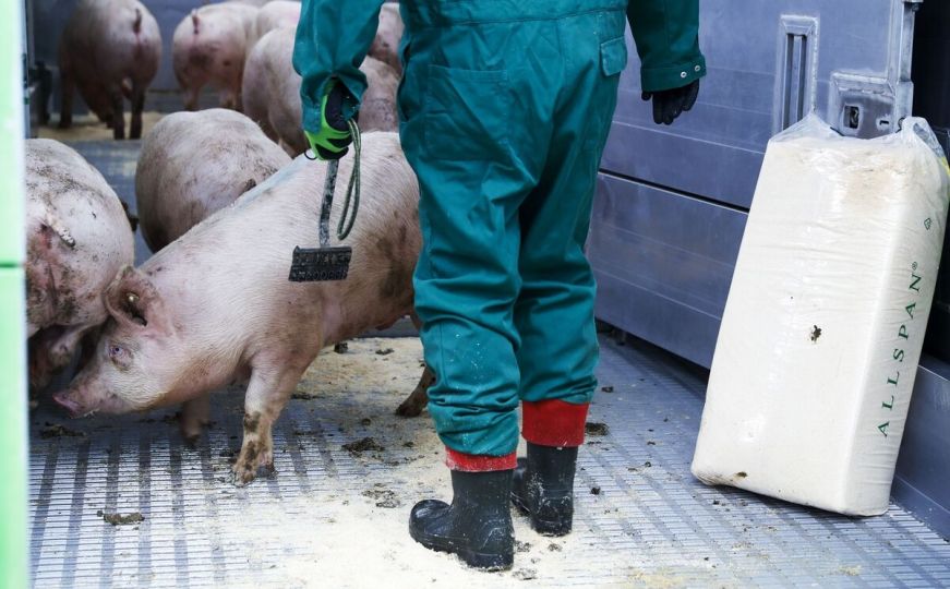 Potvrđeno: Ekspertski tim GF TADs za afričku svinjsku kugu stiže u Bosnu