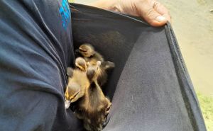 Priča iz Sarajeva koja će vam uljepšati dan: Radnici KJKP Rad spasili patku i pačiće