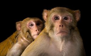 Naučnici otkrili: Muški majmuni češće imaju seks s drugim mužjacima nego sa ženkama
