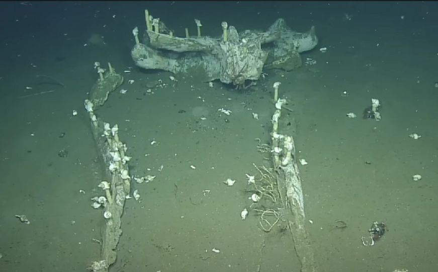 Na dnu mora pronađeni ostaci ogromnog kita: Evo šta su naučnici otkrili među njima