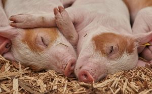 Ekspertni tim WOAH, FAO i Europske komisije dolazi u BiH zbog afričke svinjske kuge