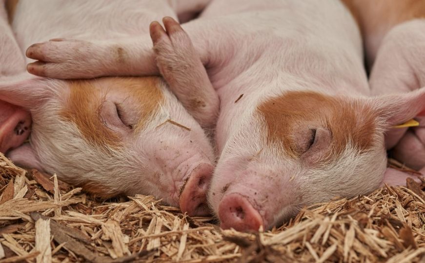 Ekspertni tim WOAH, FAO i Europske komisije dolazi u BiH zbog afričke svinjske kuge