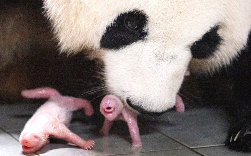 Velika panda prvi put okotila blizance: Pogledajte kako im 'iskazuje ljubav'