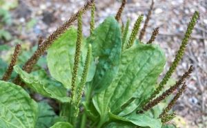 Ljekoviti korov: Ove male biljke izvor su zdravlja i liječe mnoge bolesti