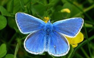 Dragan Bursać: Znate li strašnu priču o plavom leptiru?
