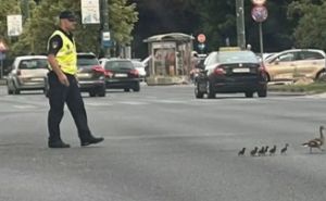 Predivna slika: Policija u Sarajevu zaustavila saobraćaj zbog neobičnih pješaka