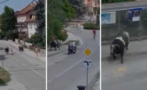 Neobične scene u Hrvatskoj: Bik bježao ulicom, građani u šoku