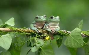 Korisni stražari: Zašto su žabe odličan saveznik u odbrani vrta