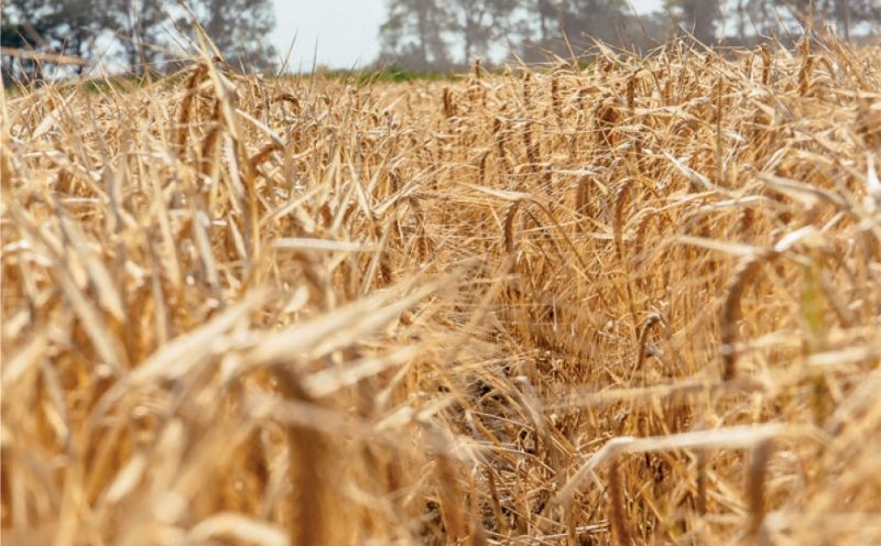 Rusija obustavila učešće u crnomorskom sporazumu o izvozu žita