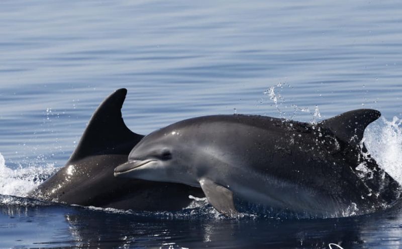 Tvrdnja da su delfini uvijek prijateljski raspoloženi nije tačna, evo i zbog čega