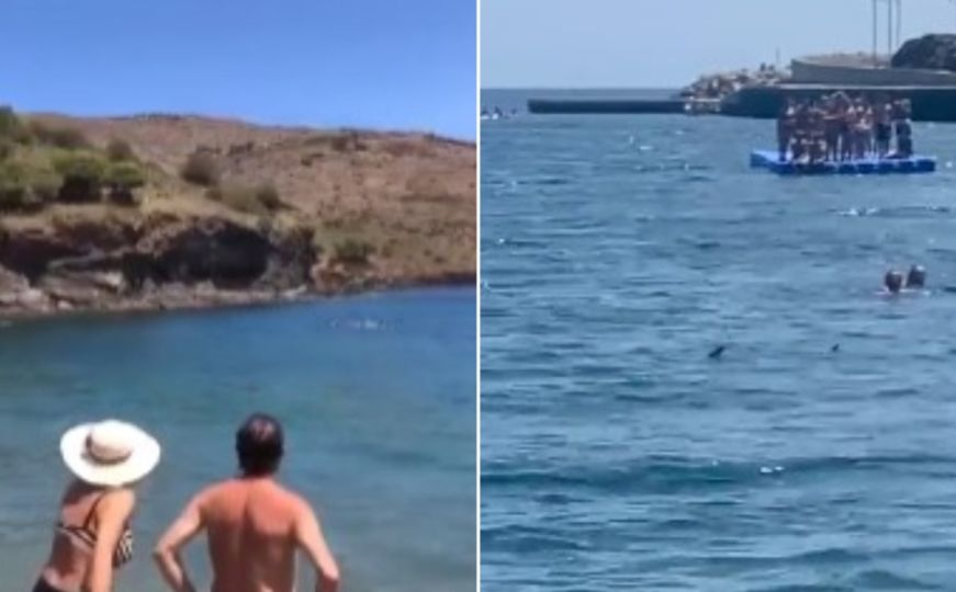 Nevjerojatni prizori s popularne europske plaže: Morski psi plivali na nekoliko metara od kupača