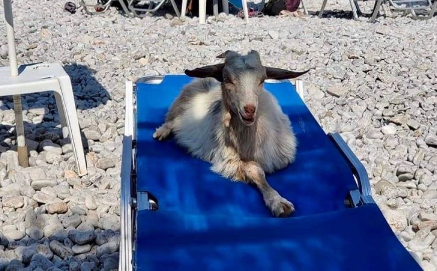 Fotografija koze koja odmara na ležaljci na plaži postala hit na društvenim mrežama