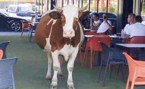 Kafić u BiH imao zanimljivog gosta: U baštu ušetala - krava
