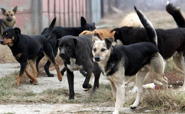 Lijepa vijest iz Kantona Sarajevo: Izdvojeno 160.000 KM za zaštitu pasa i mačaka lutalica
