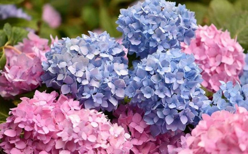 Hortenzije su najljepši ukras svakog vrta: Znate li šta je ključno za njihov rast i cvjetanje?