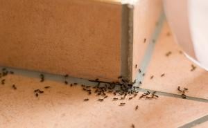Prave napasti: Riješite se mrava, krpelja i bubašvaba u kući bez hemije