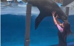 Aqua park u Španiji: Morski lav težak 340 kilograma iskočio iz bazena i pao na radnicu