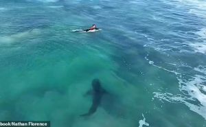 Horor snimak: Pogledajte kako velika bijela psina 'skenira i nišani' surfere