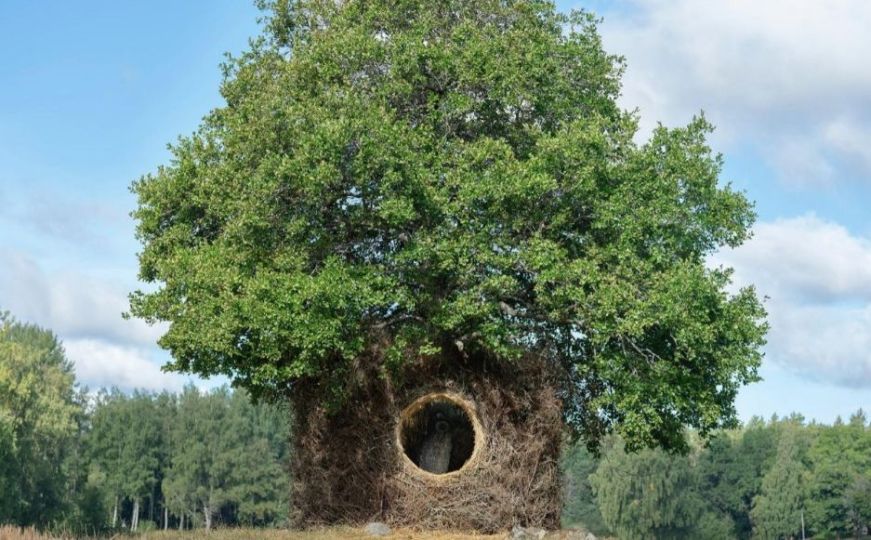 Dizajn u prirodi: Zavirite u kućicu oko stabla napravljenu od otpalih grana