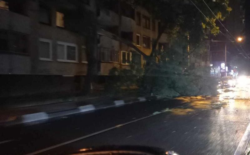 Nevrijeme stiglo i u Sarajevo: Jak vjetar oborio drvo u naselju Hrasno