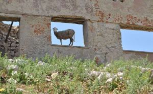 Nekada najveći zatvor u Jugoslaviji, a danas dom za ovce: Evo kako izgleda Goli Otok