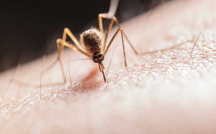 Želite se zaštiti od komaraca? Evo koja vam hrana može pomoći da ih otjerate od sebe
