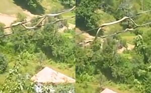 Nevjerovatan snimak iz Bosne: Pogledajte kako se zmija kreće po kablovima od dalekovoda