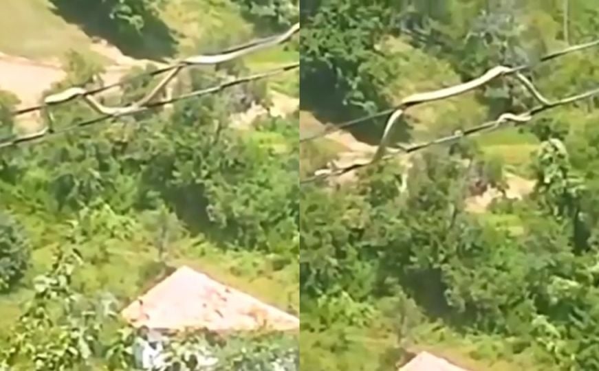 Nevjerovatan snimak iz Bosne: Pogledajte kako se zmija kreće po kablovima od dalekovoda
