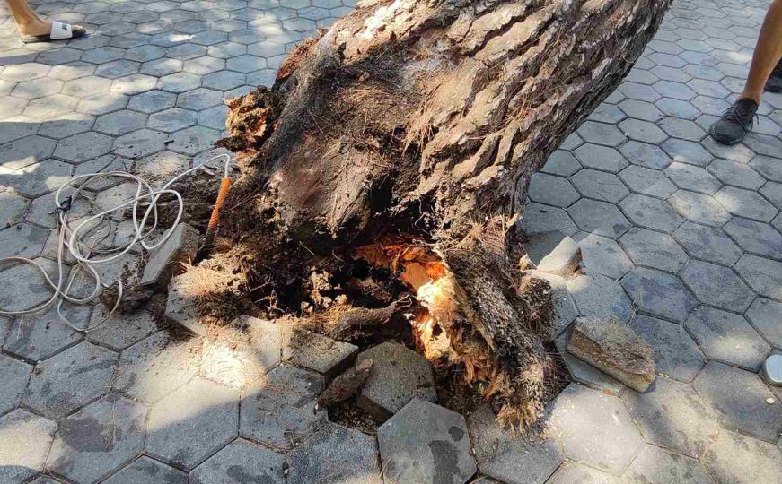 Užas na plaži u Hrvatskoj: Palo stablo, ima i povrijeđenih