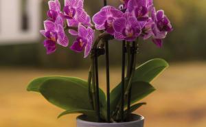 Omiljene kućne biljke: Kako pravilno njegovati orhideju?