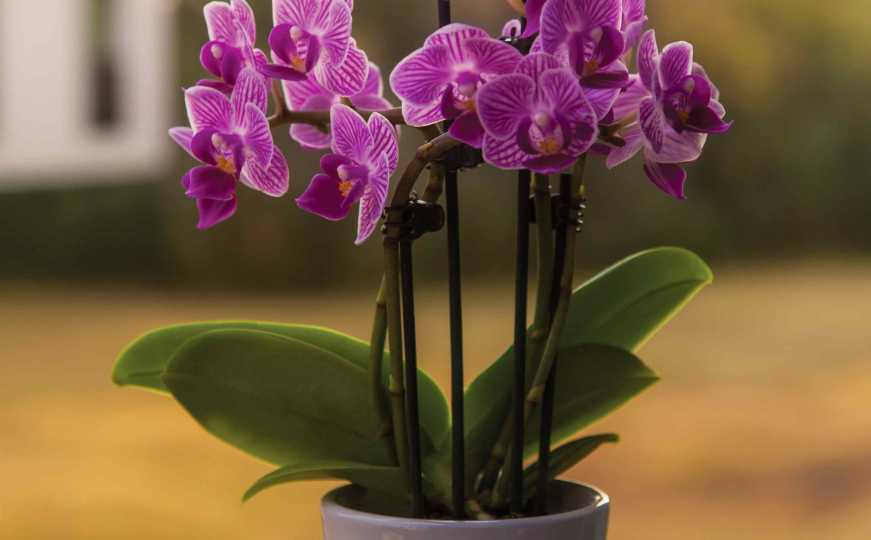 Omiljene kućne biljke: Kako pravilno njegovati orhideju?