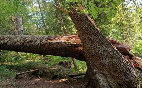 Od oluje stradala 'Kraljica kupreških šuma': Jela koja je ponosno stajala godinama