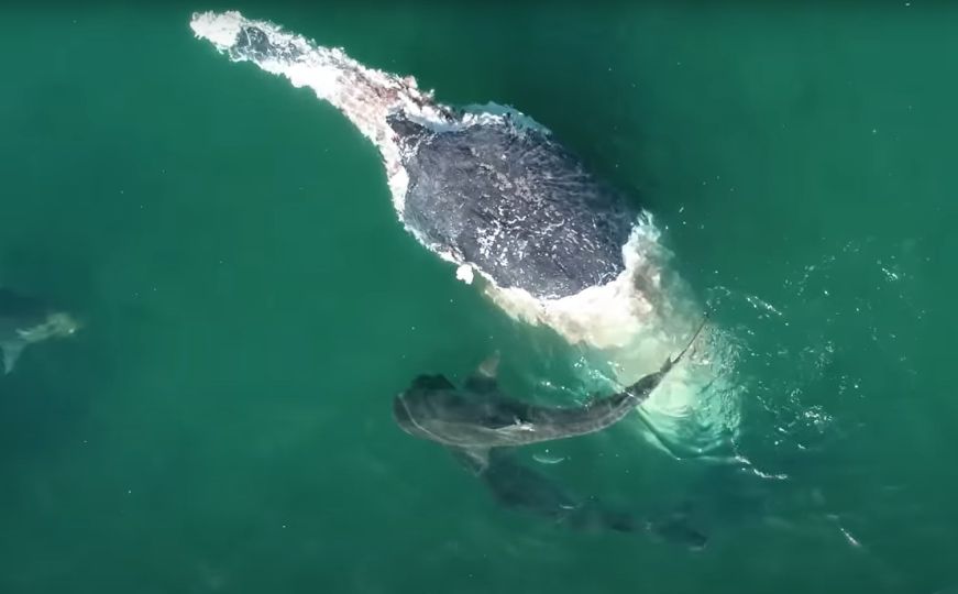 Nevjerovatan trenutak zabilježen kamerom: Pogledajte kako se ajkule hrane lešom kita
